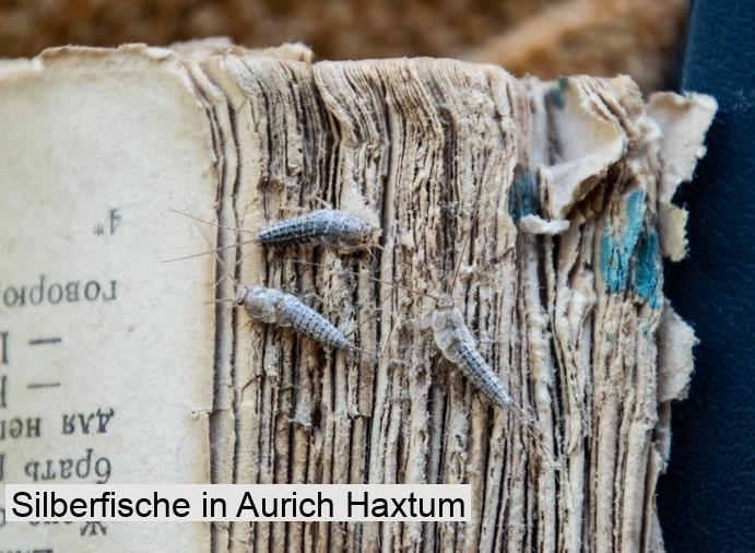 Silberfische in Aurich Haxtum